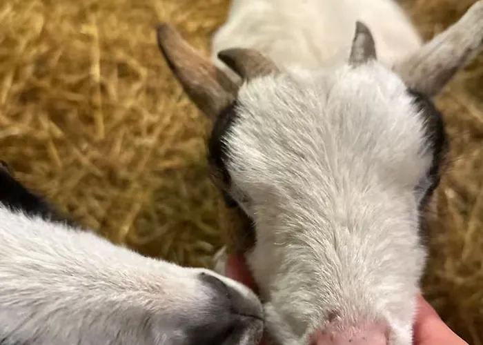 De Charme Calme Au Coeur Du Perche, Proche Le Mans - Fr-1-410-478